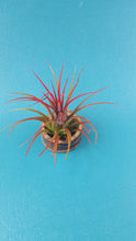Load image into Gallery viewer, Ionantha Red (Single)
