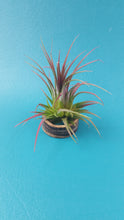 Load image into Gallery viewer, Ionantha Green (Single)
