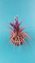Load image into Gallery viewer, Ionantha Pink (Single)
