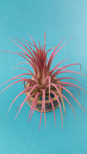 Load image into Gallery viewer, Ionantha Pink (Single)
