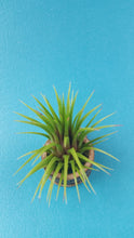 Load image into Gallery viewer, Ionantha Green (Single)
