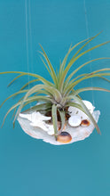 Load image into Gallery viewer, Saddleback Garden Green Air plant with Shells
