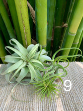 Load image into Gallery viewer, Airplant Triple Xero Bundle
