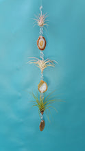 Load image into Gallery viewer, Brown Agate Triple with green air plants
