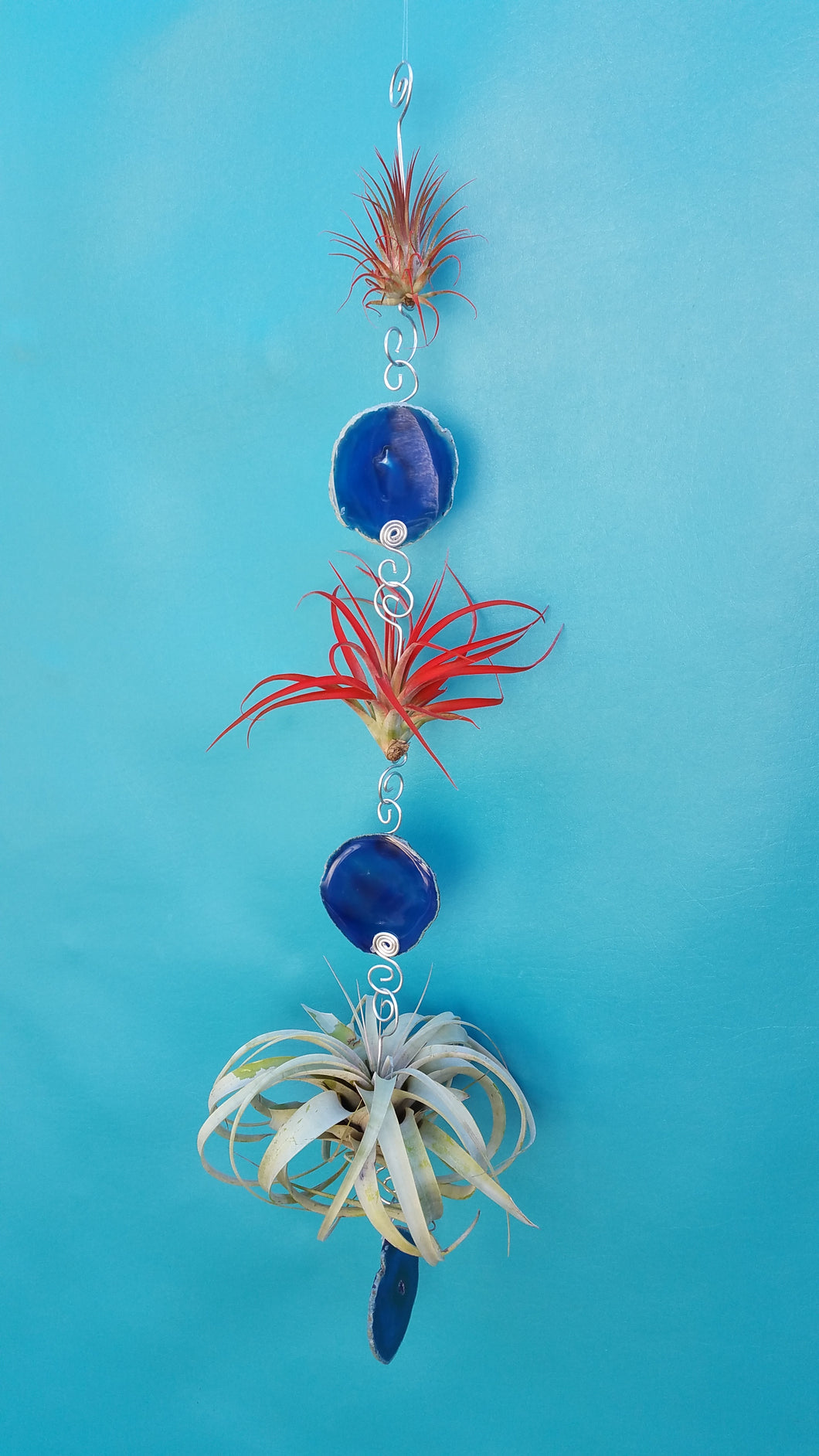 Blue Agate Triple Deluxe with red air plants