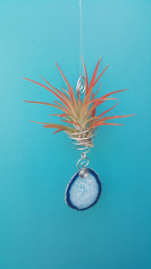 Blue Agate Twiddle with red air plant