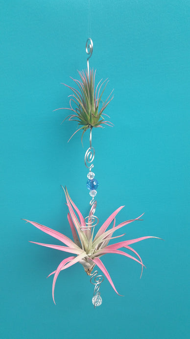 Blue Acrylic beads with pink air plants