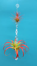 Load image into Gallery viewer, Clear Acrylic beads with red air plants
