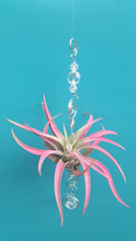 Load image into Gallery viewer, Clear Acrylic beads with pink air plants
