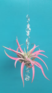 Clear Acrylic beads with pink air plants