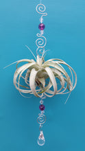Load image into Gallery viewer, Air Plant Bling Single Deluxe (Hanging)
