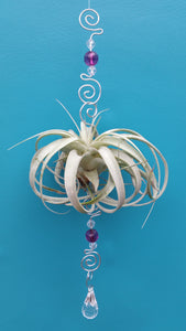 Air Plant Bling Single Deluxe (Hanging)