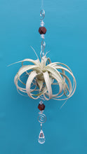 Load image into Gallery viewer, Air Plant Bling Single Deluxe (Hanging)
