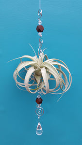 Air Plant Bling Single Deluxe (Hanging)