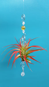 Gold Acrylic beads with red air plants
