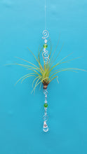 Load image into Gallery viewer, Air Plant Bling Tricolor (Hanging)
