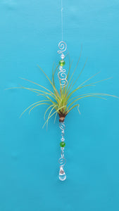 Air Plant Bling Tricolor (Hanging)
