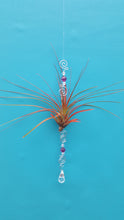 Load image into Gallery viewer, Air Plant Bling Tricolor (Hanging)
