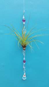 Air Plant Bling Tricolor (Hanging)