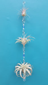 Air Plant Bling Triple Deluxe (Hanging)