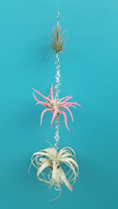 Air Plant Bling Triple Deluxe (Hanging)
