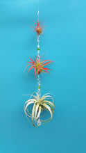 Load image into Gallery viewer, Air Plant Bling Triple Deluxe (Hanging)
