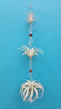 Load image into Gallery viewer, Air Plant Bling Triple Deluxe (Hanging)
