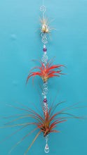 Load image into Gallery viewer, Air Plant Bling Triple (Hanging)
