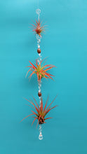 Load image into Gallery viewer, Air Plant Bling Triple (Hanging)
