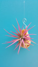 Load image into Gallery viewer, Shell Air Plant Melon India (Hanging)
