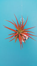 Load image into Gallery viewer, Shell Air Plant  Black Murex (Hanging)
