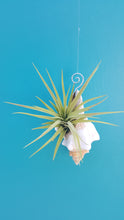 Load image into Gallery viewer, Shell Air Plant Hangers Foxface (Hanging)
