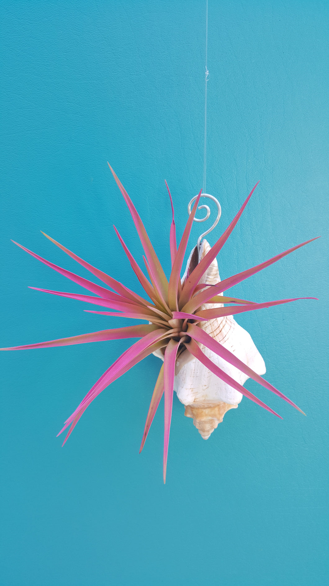 Shell Air Plant Hangers Foxface (Hanging)