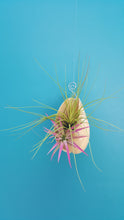 Load image into Gallery viewer, Shell Air Plant Hanger Melon Lg (Hanging)
