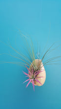 Load image into Gallery viewer, Shell Air Plant Melon India (Hanging)
