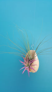 Shell Air Plant Melon India (Hanging)