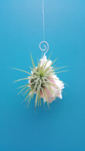 Load image into Gallery viewer, Shell Air Plant Hangers Pink Murex (Hanging)
