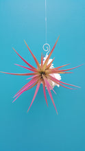 Load image into Gallery viewer, Shell Air Plant Hangers Pink Murex (Hanging)
