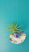 Load image into Gallery viewer, Air Plant Shell Saddleback  Bird Garden (Hanging)
