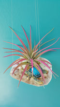 Load image into Gallery viewer, Air Plant Shell Saddleback Turtle Garden (Hanging)
