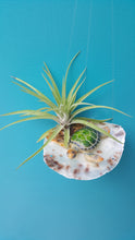 Load image into Gallery viewer, Air Plant Shell Saddleback Turtle Garden (Hanging)
