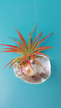 Load image into Gallery viewer, Air Plant Shell Saddleback  Bird Garden (Hanging)
