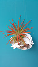 Load image into Gallery viewer, Air Plant Shell Saddleback  Garden (Hanging)
