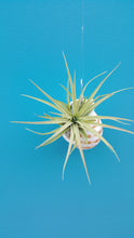 Load image into Gallery viewer, Shell Air Plant Hangers Tomma Sulcosa (Hanging)

