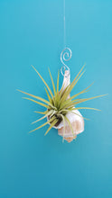 Load image into Gallery viewer, Shell Air Plant Hanger Whelk (Hanging)
