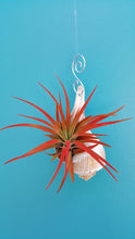 Load image into Gallery viewer, Shell Air Plant Hanger Whelk (Hanging)
