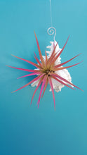 Load image into Gallery viewer, Shell Air Plant Hangers White Murex (Hanging)
