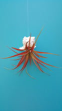 Load image into Gallery viewer, Air Plant Shell Jellies Pink Murex (Hanging)
