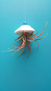 Air Plant Shell Jellies Sea Biscuit (Hanging)
