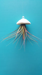 Air Plant Shell Jellies Sea Biscuit (Hanging)